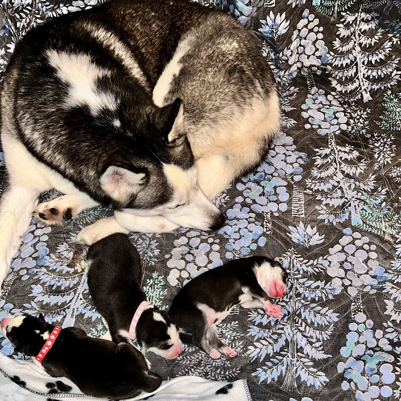 huskiesonboard