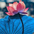 XZqZgmFJiE0-channel-avatar-Đánh Thức Chân Tâm