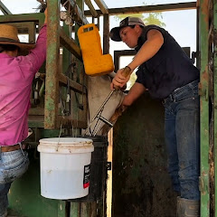 Brazilian dairy farms
