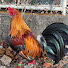 EW6jvobRuiA-channel-avatar-Presyo ng Manok?