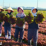 【JA全農ふくれん園芸部】福岡ブランド果物*博多ブランド野菜のご紹介チャンネル