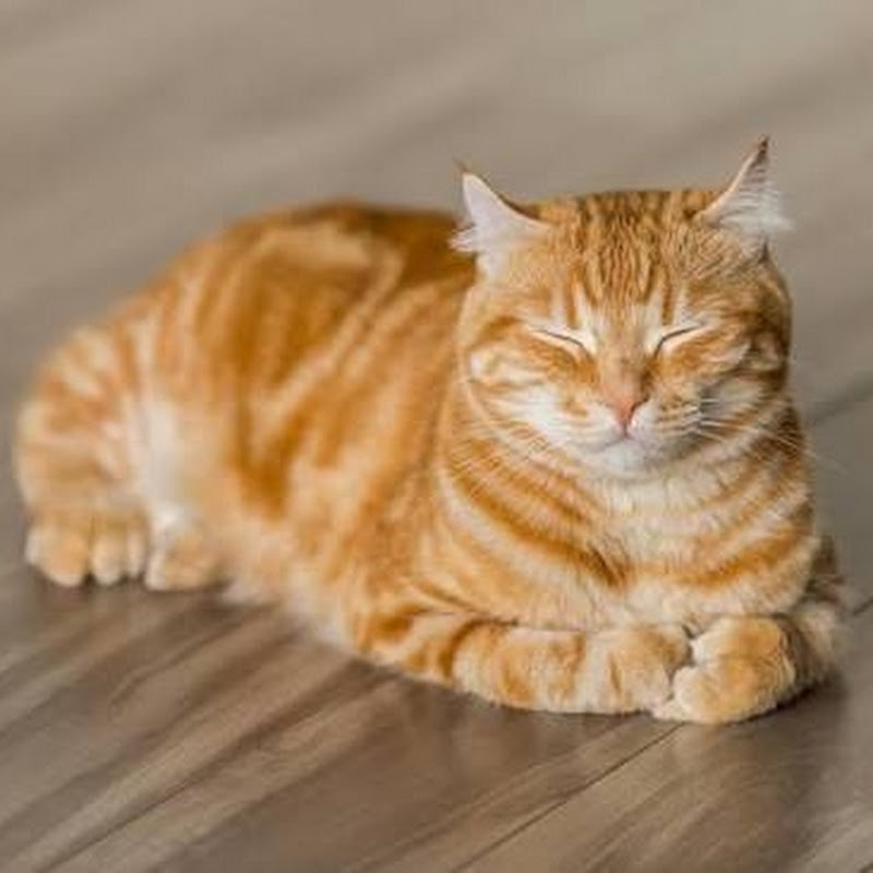 설 고양이 (종합유튜버)