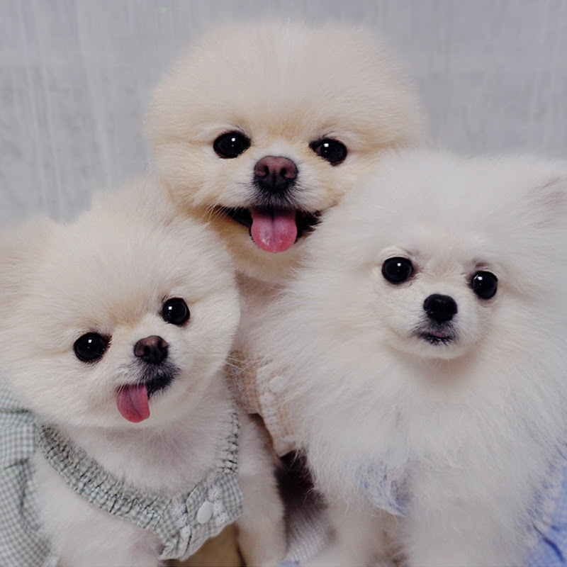 루이쥬리 (RUI ZURI)