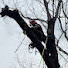 8JjIwBSZyJE-channel-avatar-Caldwell Tree Solutions 