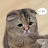 @jaem_dog
