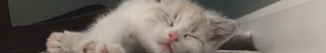 I Rescue Kittens Awatar kanału YouTube