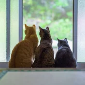 島のおばあちゃんちで暮らす猫