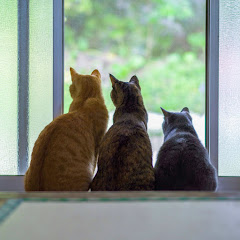 島のおばあちゃんちで暮らす猫