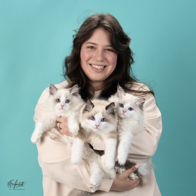 Jordan's Cuddly Cats