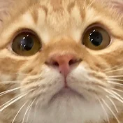まんまるとらまる