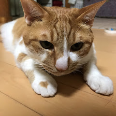 ねこだまし