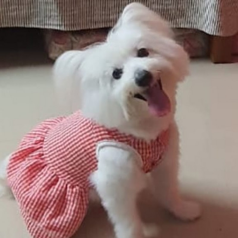 Cutie Poppy 