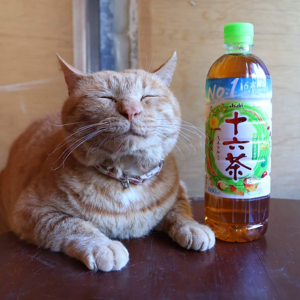 茶猫 YouTube