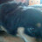 @moosetube5564 Avatar