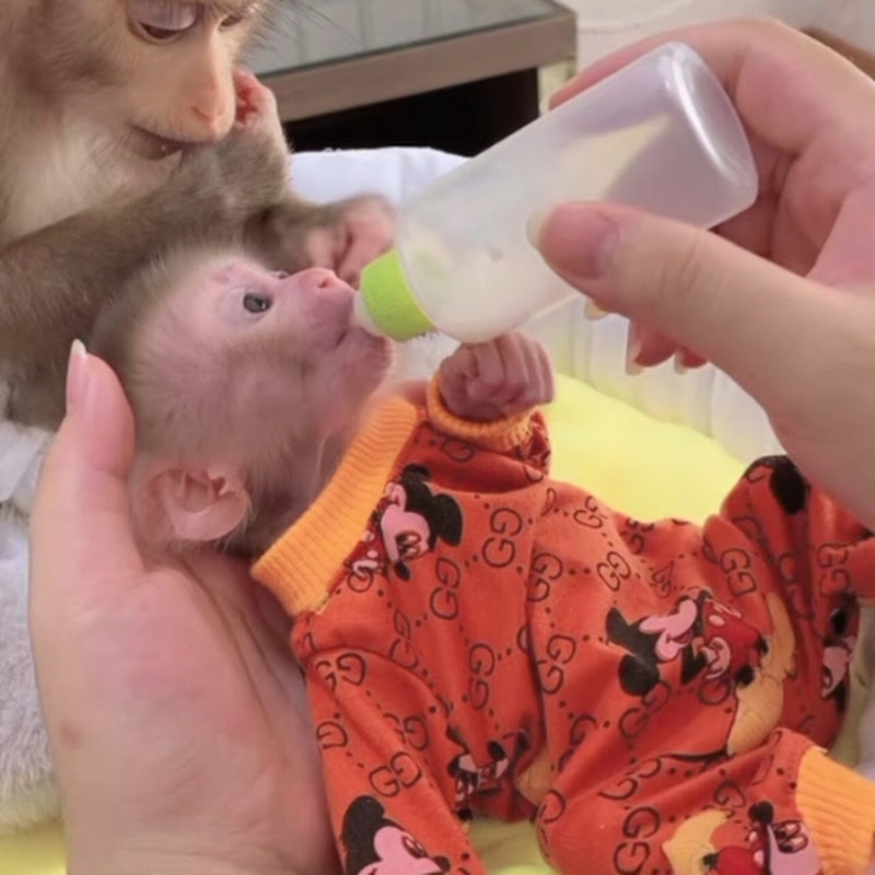 Monkey animal 