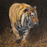 UceREYbzESI-channel-avatar-Paul Apps Wildlife Artist