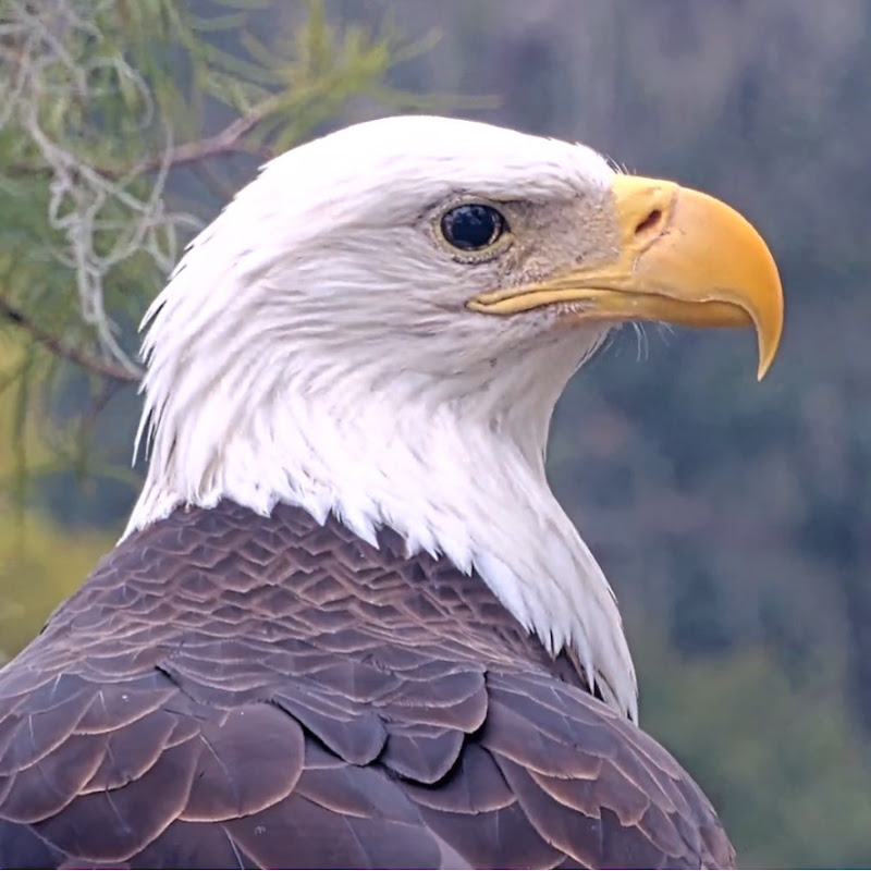 Winter Park Eagle Cam logo