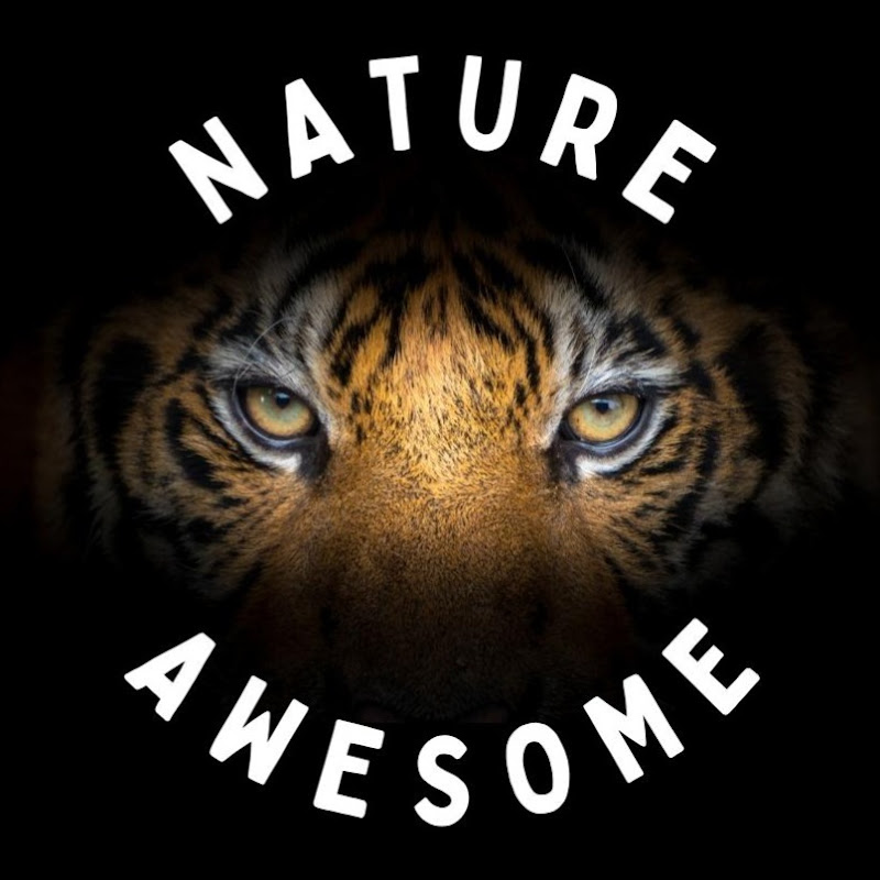Awesome Nature 