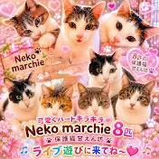 Neko marchie8 Cat′s home
