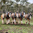 Sandy Creek Clydesdales