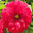 @BEE_HONNEY