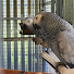 qvh3XQ-iido-channel-avatar-Exotic Parrots World