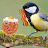 Bacon birb the Great tit