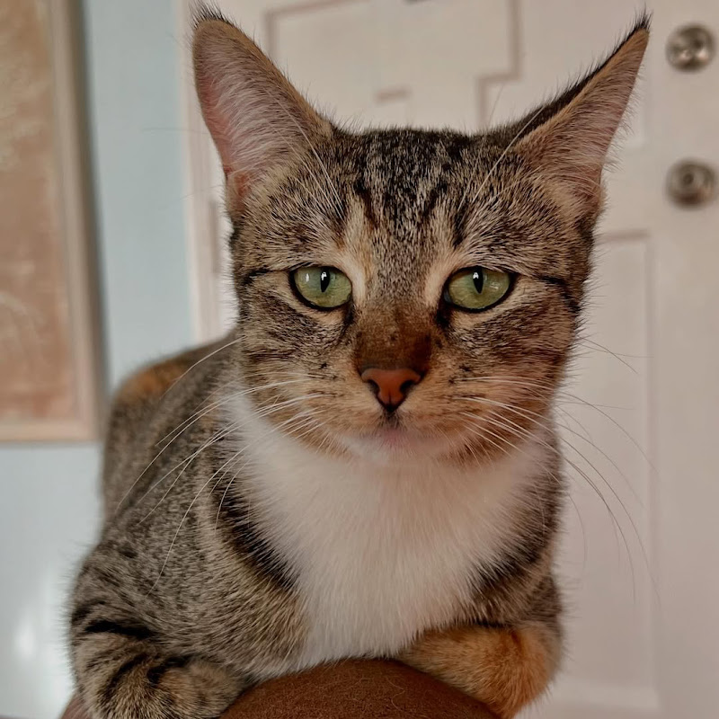 Rescue  _Paws _ Center 😻