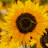 @Sunflower.7