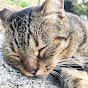 野良猫あつめ