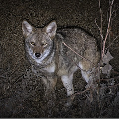 Night Crew avatar