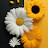 @maherzain3634