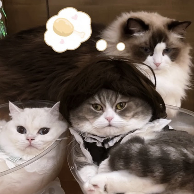 林冬瓜三隻貓 Logo