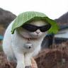 Автор