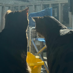 愛猫の日常
