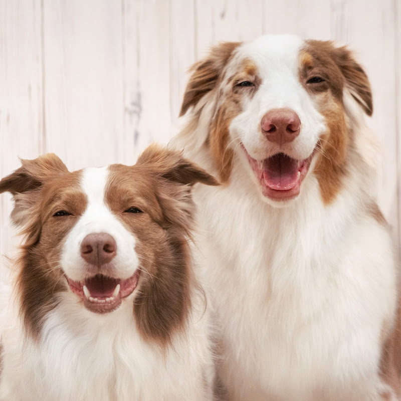 リリガル Lillie and Garcelloのサムネイル