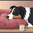 HdG0mhdy34Y-channel-avatar-Canine Behavior