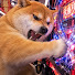 JBOwZ_GbKuQ-channel-avatar-大まけわんこ