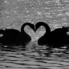 *.☆𝐁𝐋𝐀𝐂𝐊 𝐒𝐖𝐀𝐍ツ