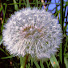 9M9XctW_VVA-channel-avatar-Le Potager de Pat