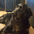 @flat-coatedretriever4033