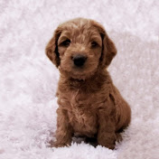Cute Puppy Oscar