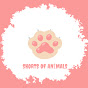 ShortsOfAnimals logo