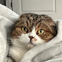 Tygger The Scottish Fold logo