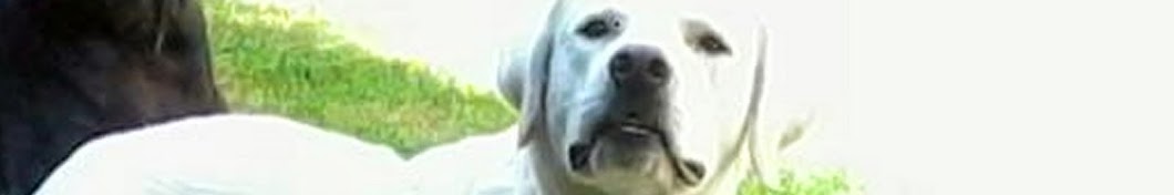 Labrador Retriever Egypt YouTube channel avatar