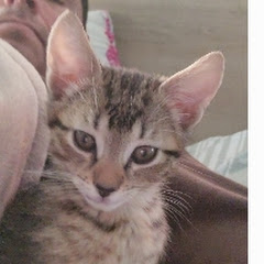 EL MICHI OREJON  DE DOMINGO  HERRERA 