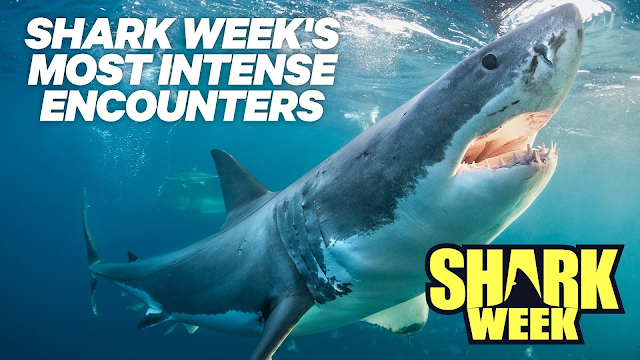 Watch Shark Week's Most Intense Encounters online | YouTube TV (Free Trial)