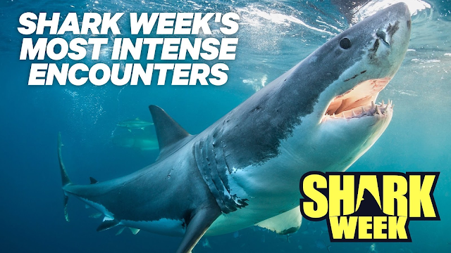 shark week shark watch