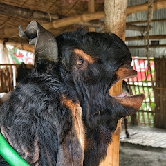 Channel thumbnail for Animal Lover