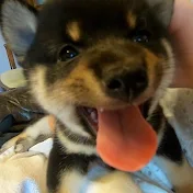 極小豆柴の虎太郎 Kotaro the Shiba Inu